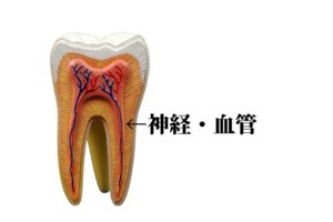 神経がない歯なのに痛い原因｜香川県高松市の削らない歯の治療なら咬み合わせ専門の吉本歯科医院